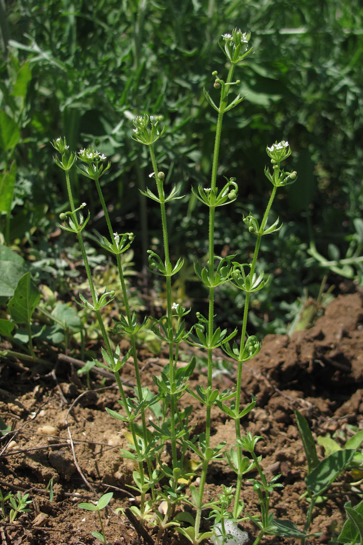 Изображение особи Galium tricornutum.