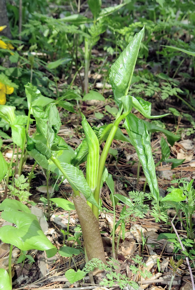 Image of Arisaema robustum specimen.