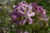 Saponaria officinalis. Верхушка цветущего растения. Самарская обл., Ставропольский р-н, правый берег Волги ниже плотины Жигулёвской (Куйбышевской) ГЭС. 07.07.2006.