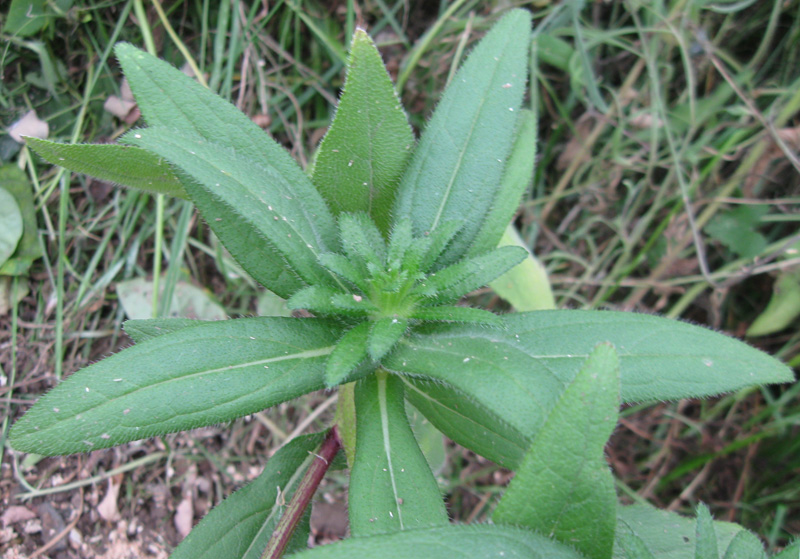 Image of Rudbeckia bicolor specimen.