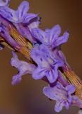 Lavandula coronopifolia