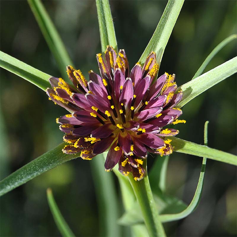 Image of Tragopogon krascheninnikovii specimen.