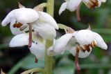 Pyrola rotundifolia