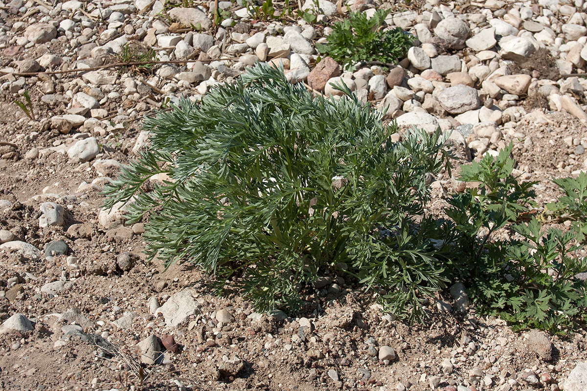 Изображение особи Artemisia campestris.