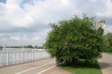 Robinia viscosa