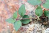 Parietaria judaica