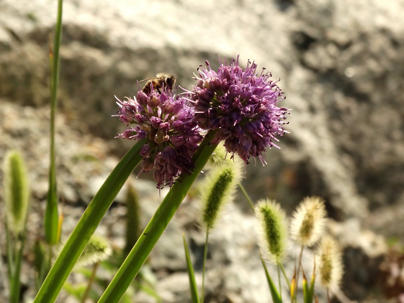 Image of Allium spirale specimen.