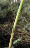 Allium praescissum