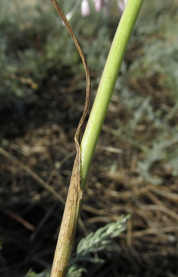 Image of Allium praescissum specimen.