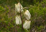 Fritillaria leucantha