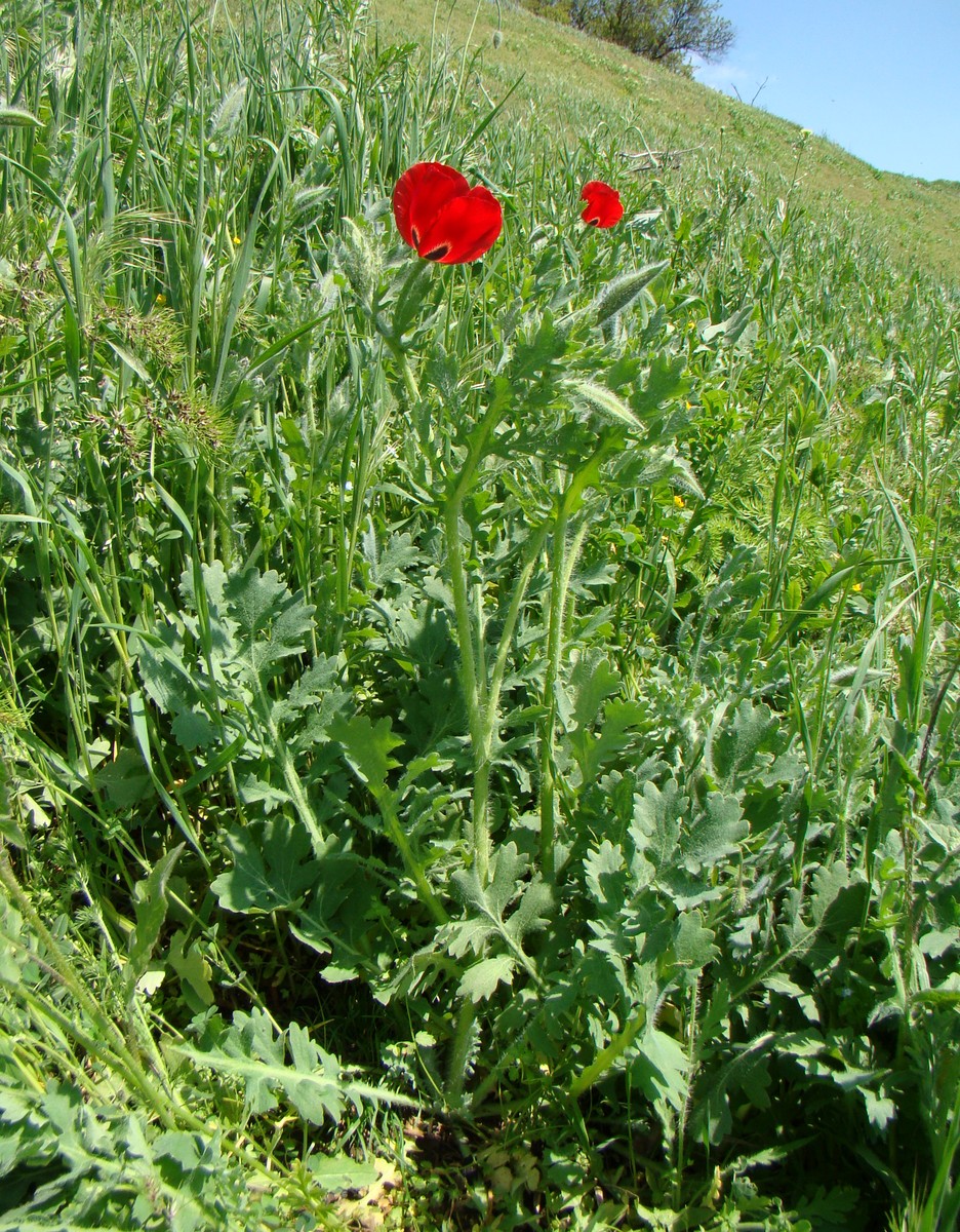 Изображение особи Glaucium corniculatum.