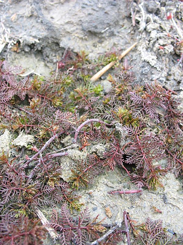 Image of Myriophyllum sibiricum specimen.