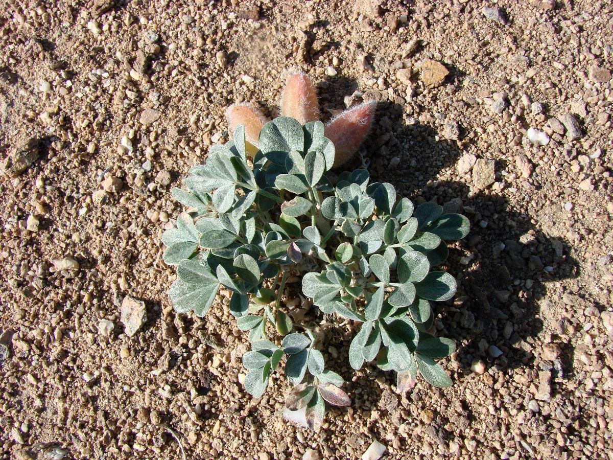 Изображение особи Astragalus subbijugus.