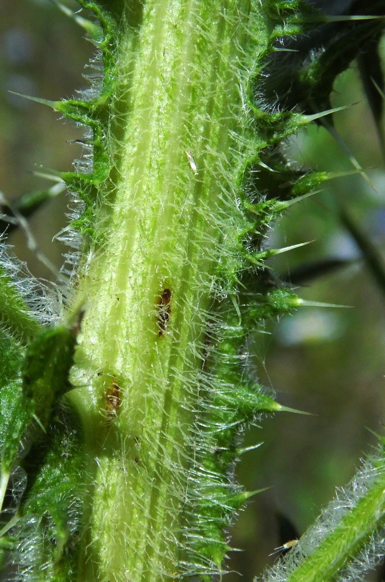 Image of Cirsium vulgare specimen.