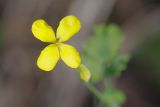 Chelidonium majus