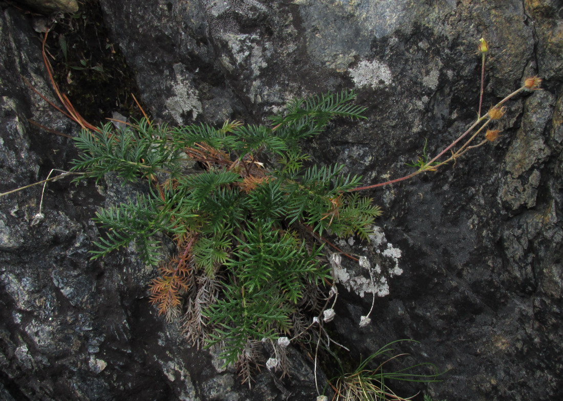 Image of Potentilla czerepninii specimen.