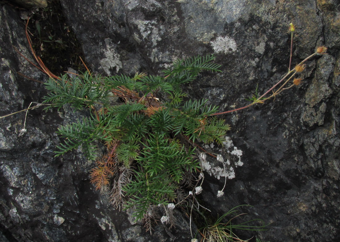 Изображение особи Potentilla czerepninii.