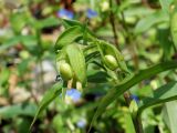 Commelina communis