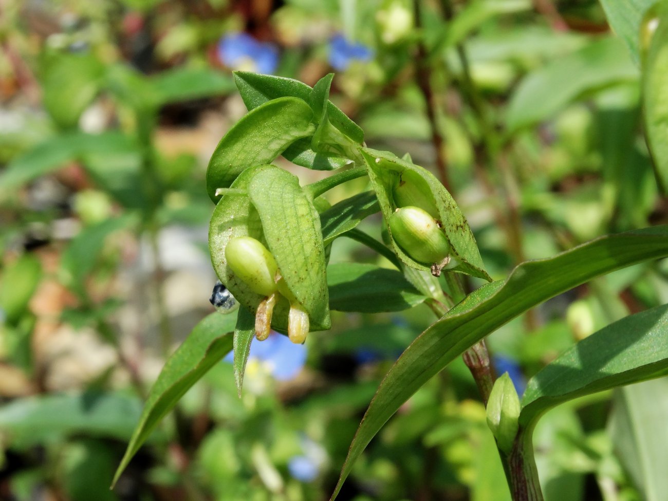 Изображение особи Commelina communis.