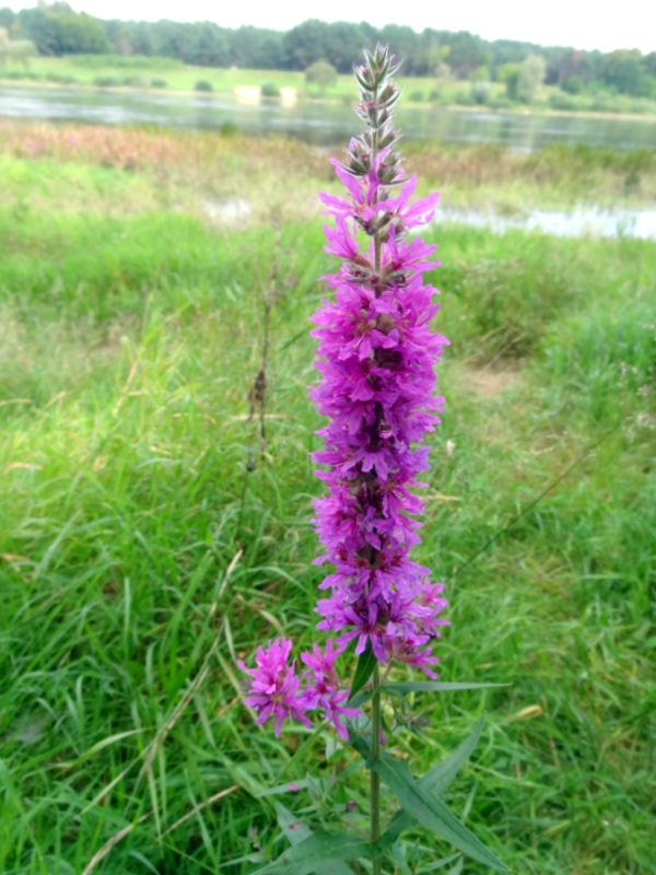 Image of Lythrum salicaria specimen.