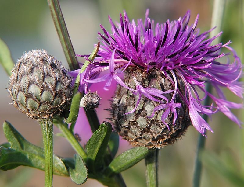 Image of Centaurea scabiosa specimen.