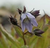 Gadellia lactiflora. Цветок. Краснодарский край, Адлерский р-н, окр. пос. Красная Поляна, гора Аибга, гора Каменный столб, осыпной склон вдоль дороги, выс. ≈ 2400 м н.у.м. 26.09.2016.