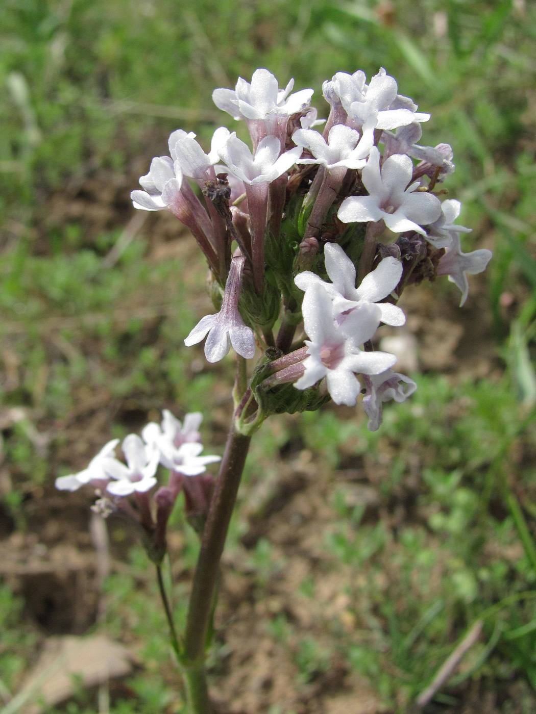 Изображение особи Valeriana chionophila.