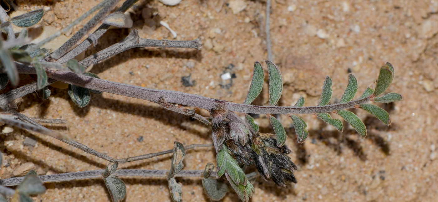Изображение особи Astragalus sanctus.