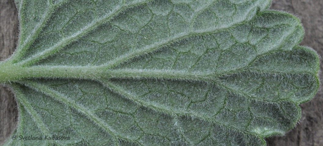 Изображение особи Nepeta mussinii.