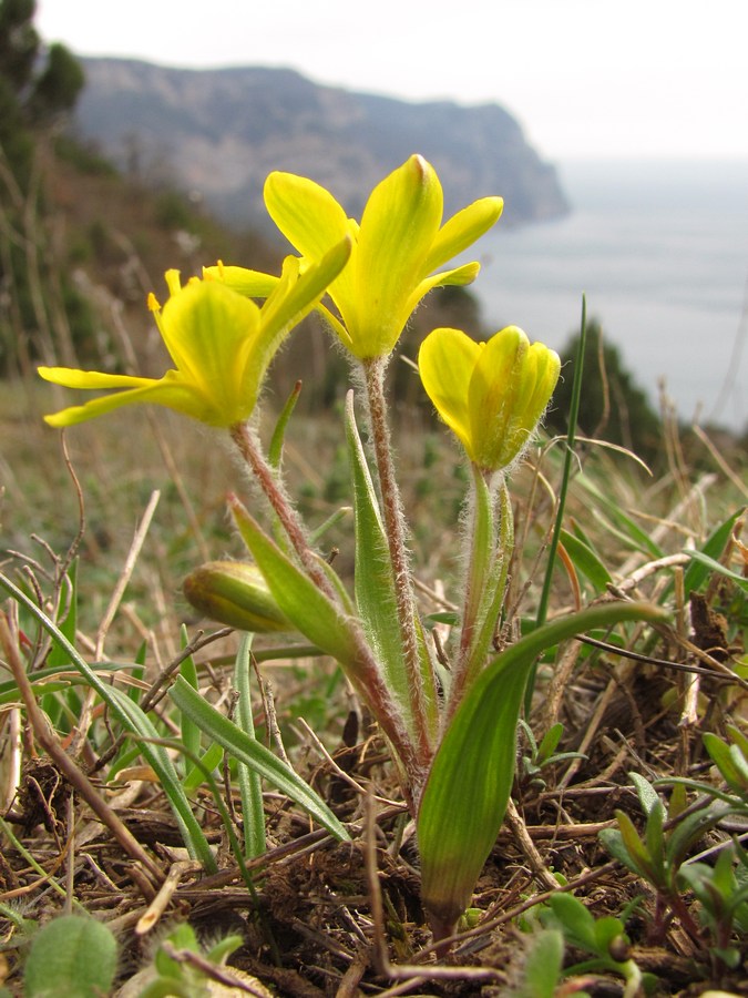 Image of Gagea granatellii specimen.