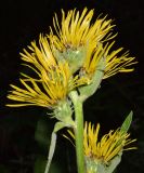 Inula racemosa