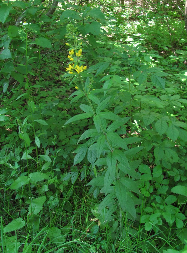 Image of Lysimachia verticillaris specimen.