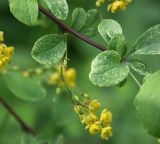 Berberis koreana