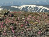 Dicentra peregrina. Цветущие растения в горной тундре. Магаданская обл., окр. Магадана, пос. Снежная Долина, водораздел в бассейне р. Дукча. 12.06.2009.