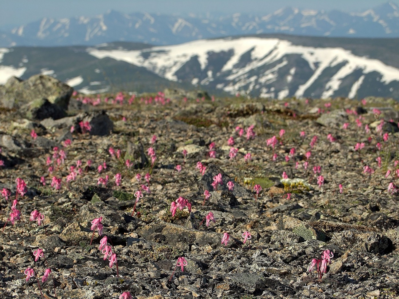 Image of Dicentra peregrina specimen.