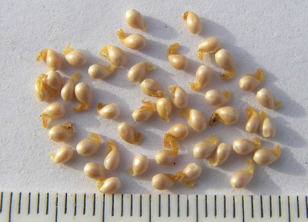 Image of Viola odorata specimen.