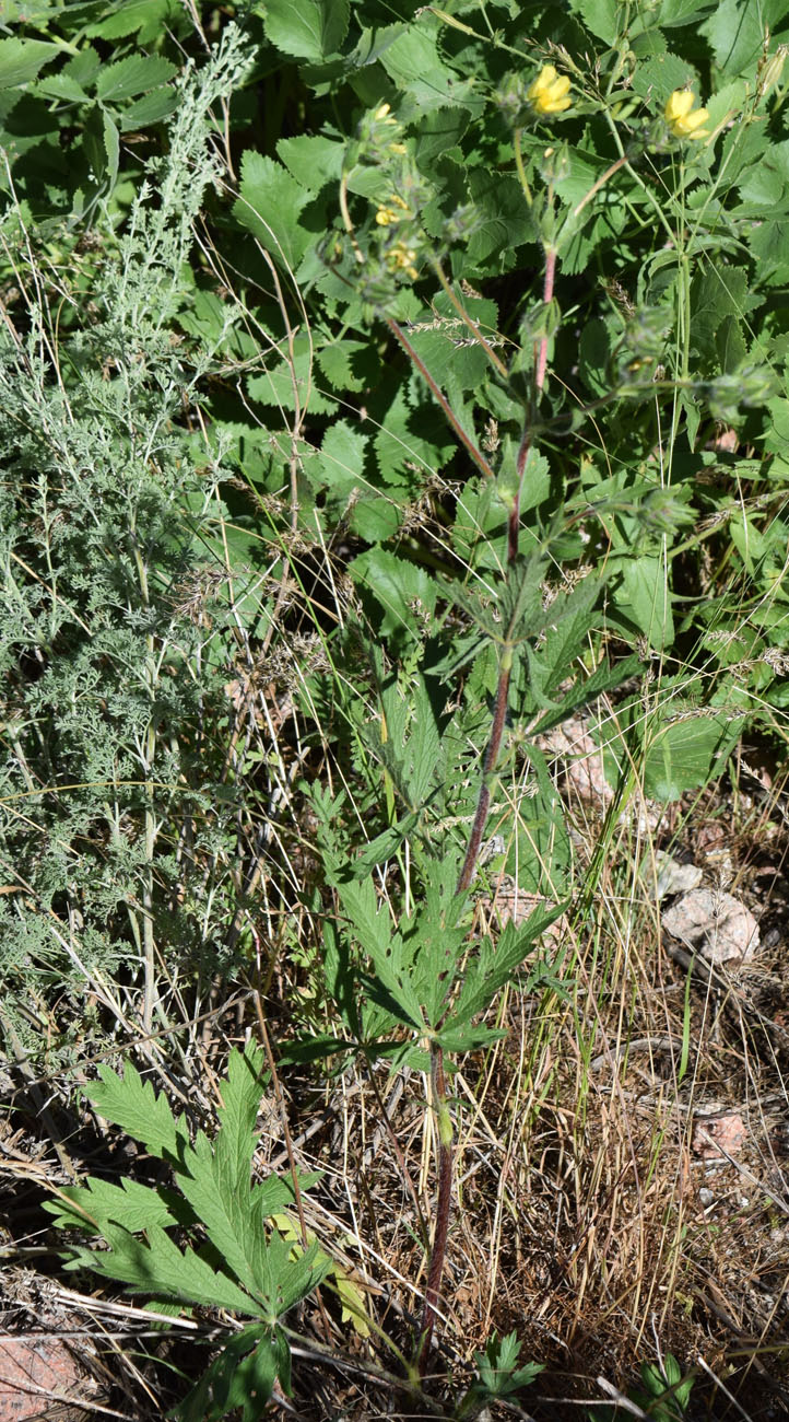 Изображение особи Potentilla tschimganica.