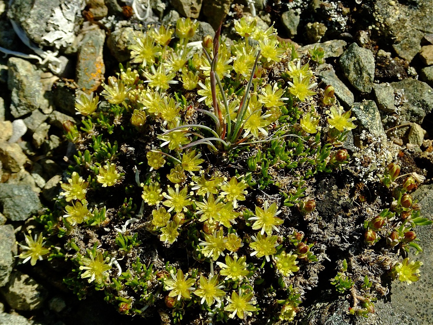 Image of Stellaria sibirica specimen.