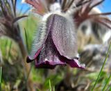 Pulsatilla bohemica