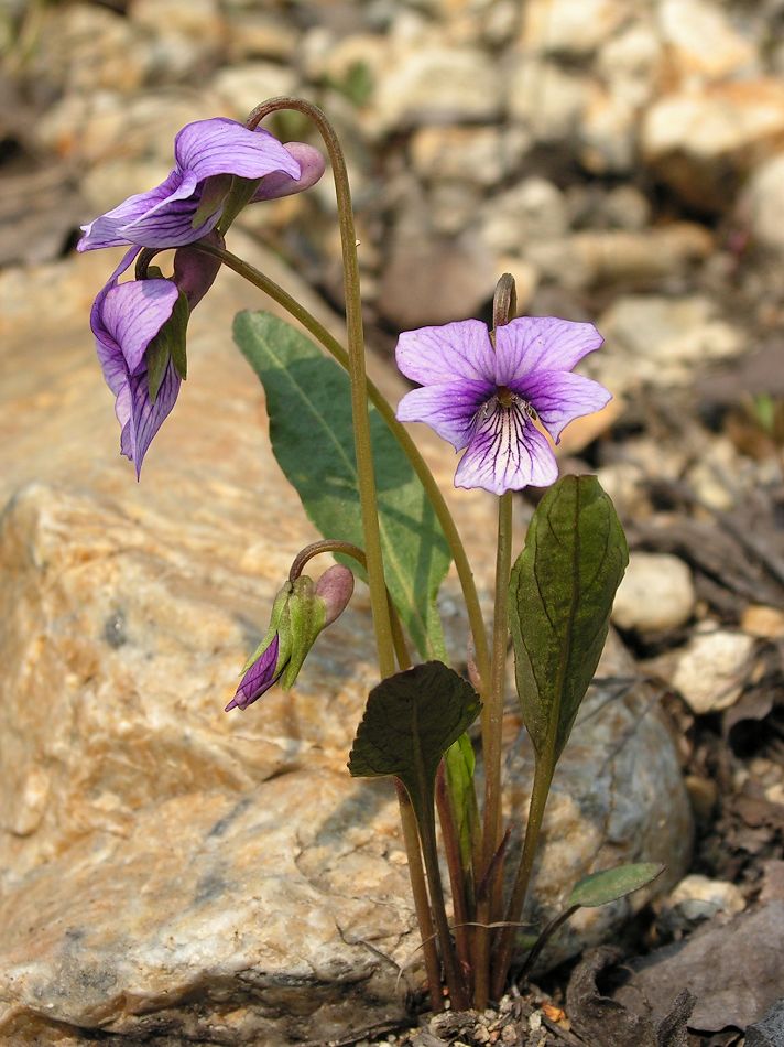 Image of Viola yedoensis specimen.