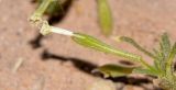 Silene villosa