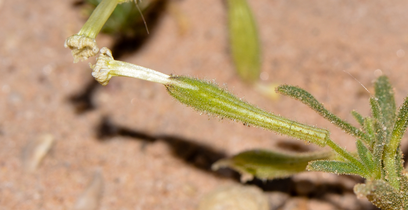 Image of Silene villosa specimen.