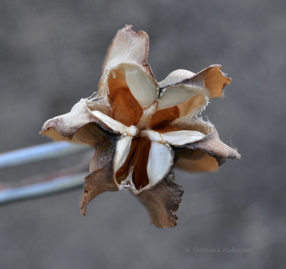 Image of Fritillaria pallidiflora specimen.