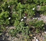 Knautia ambigua