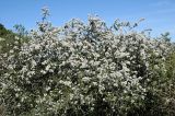 Ceanothus cuneatus