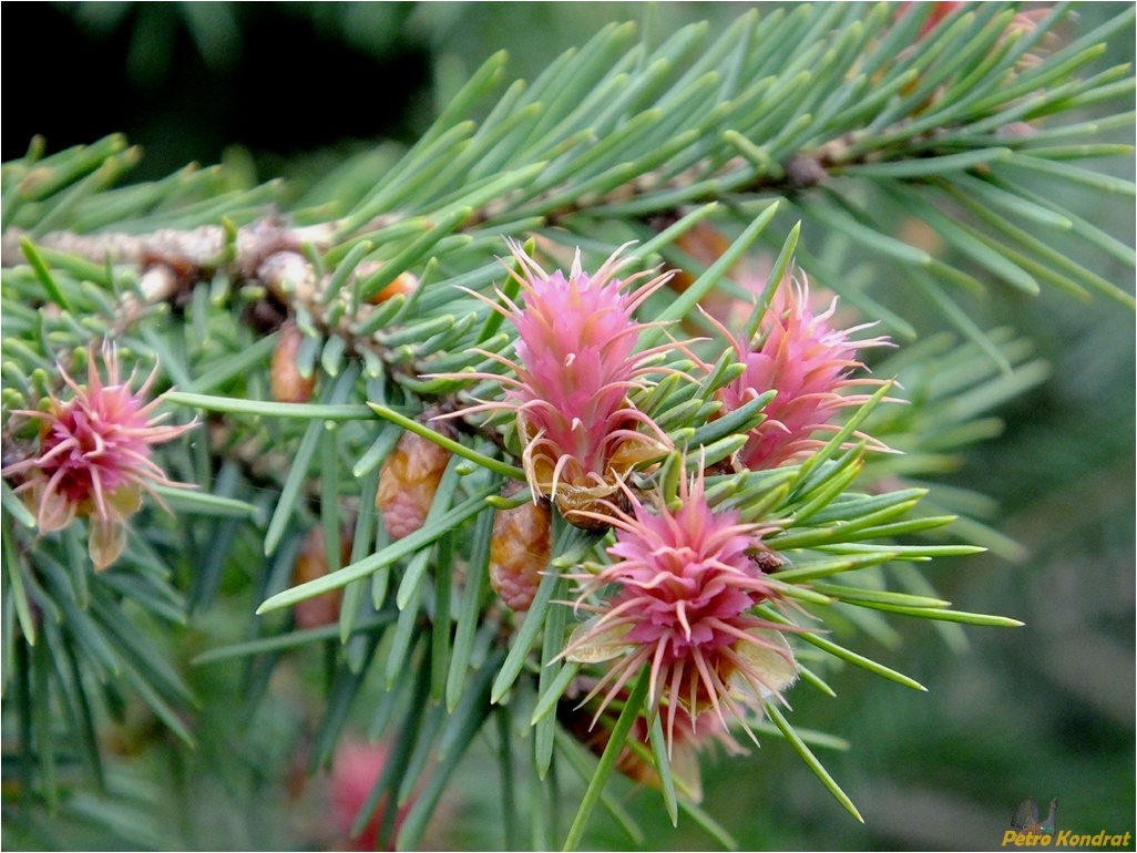 Изображение особи Pseudotsuga menziesii.