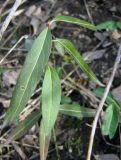 Euonymus semenovii