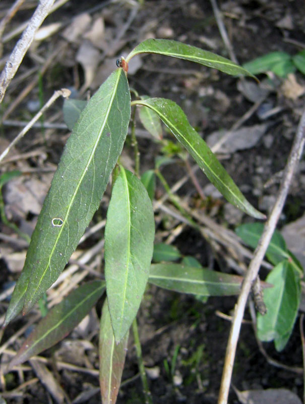 Изображение особи Euonymus semenovii.