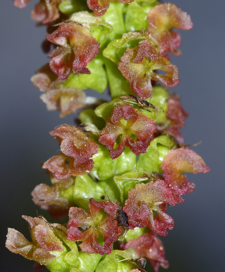 Image of Populus suaveolens specimen.