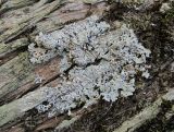 genus Physcia